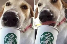 娱乐吃瓜酱狗狗领冰淇淋,娱乐吃瓜酱带你领略萌宠甜蜜瞬间